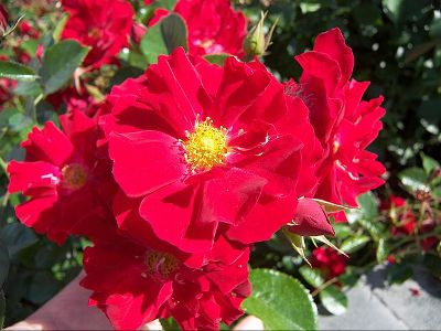 canina_rose_petals_red_flower.jpg