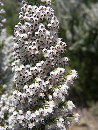 heather_calluna_vulgaris_ericaceae.jpg